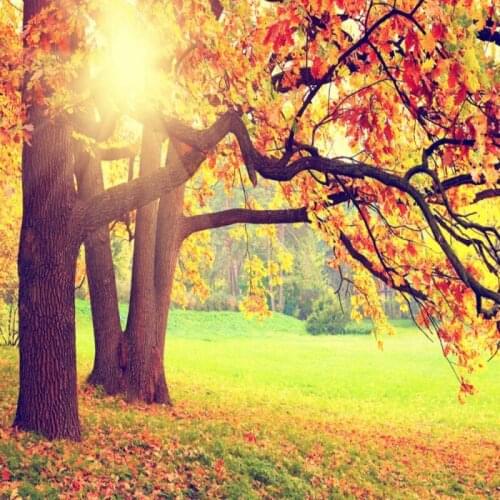 Dropship Colomac Gold Wallpaper Love in Golden Autumn Rich Tree Living Room Wall Paper Mural Wallpaper Bedroom Papel Para Pared