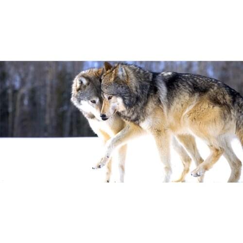 Customized Bamboo Fiber Bath Towels Adults 70*140cm Wolf Print Quick Dry Camping Large Sport Beach Spa GYM Towel