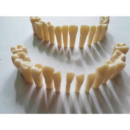1:1 Life Size Human Dental Lab Denture Teeth Anatomy Adult 28 Teeth Model Demonstration Teaching Pathology Model
