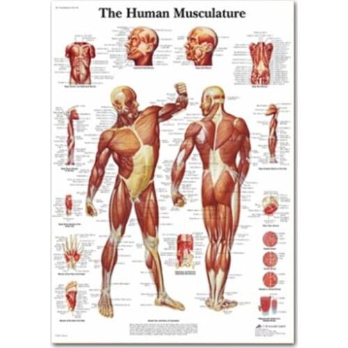 Human Anatomy Poster Skeletal Muscle System Teaching Medical Decorative Posters Office Decor Painting