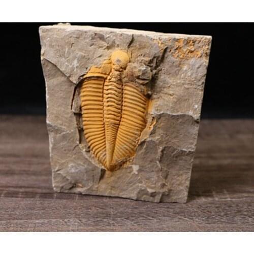 Natural Trilobite-Fossil Crownworm Teaching Science Specimen with Wooden Box 63HE