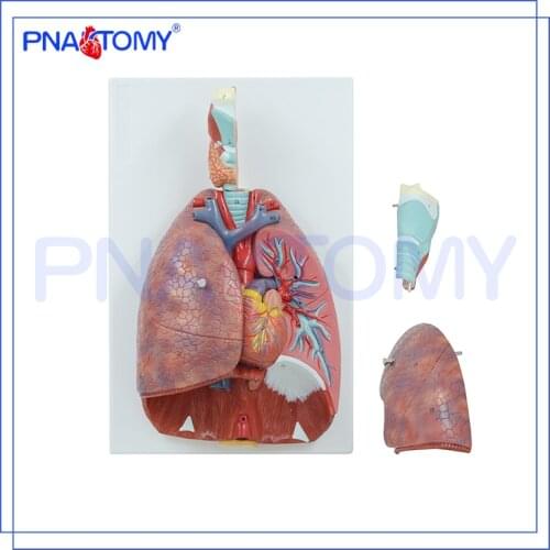 Life Size Human Respiratory System Model 7 Parts Lungs Heart Throat Anatomical Model Medical Teaching Tool Educational Equipment