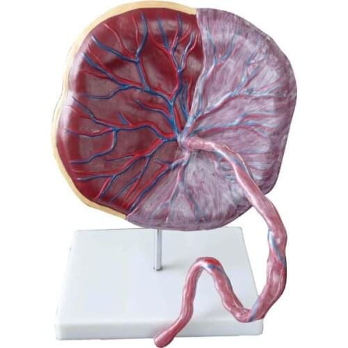 Human Placenta Model for Medical Science