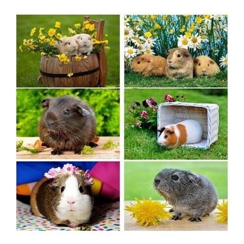 DIY Diamond Painting Guinea Pig 3d Embroidery cross Stitch Kits Drill Full square mosaic Rhinestone painting cute pet Z1224