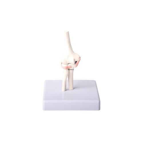 Reduced elbow joint model elbow joint model elbow joint with ligament model human skeleton model