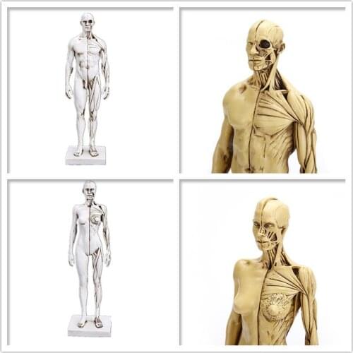 MRZOOT Resin Skull Human Model Sketch Teaching Medical Human Muscle Model Teaching Mold