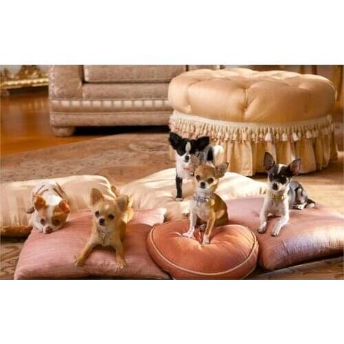 Animals puppy dog Pet dog Chihuahua Children room Wall decoration fabric poster print painting