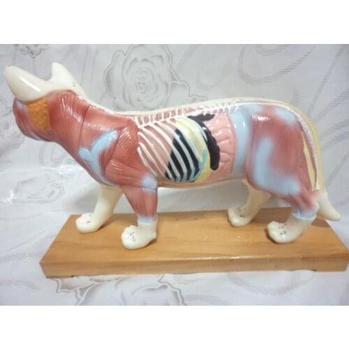 Animal Skeleton Cat Acupuncture Anatomical Acupoint Nursing Massage Model Veterinary Medical Supplies