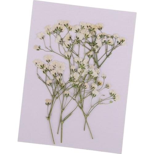 10 Pack Real Pressed Dried Flower Babysbreath For DIY Scrapbooking Art Craft Wedding PartyCard Accessories Decoration Home