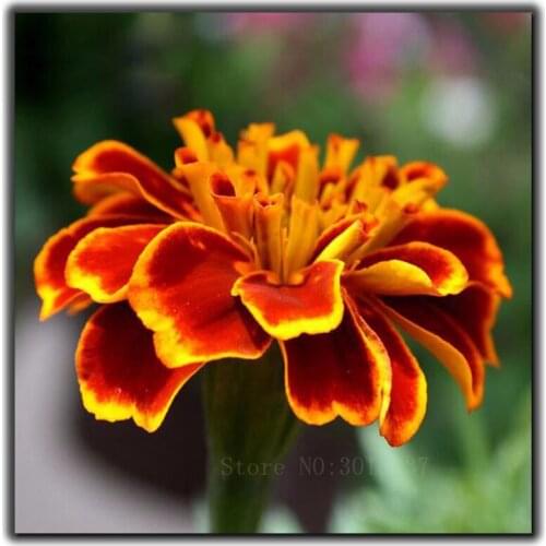 Diy Diamond Painting Cross Stitch Blooming Strange Flowers Needlework Diamond Embroidery Full Square Mosaic Decoration Resin Kit