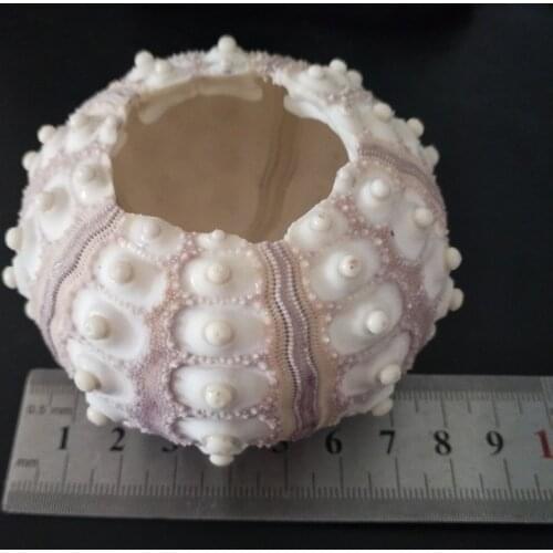 HappyKiss 6Pcs/Lot Natural Small Purple Light Green Pink Sea Urchin Natural Shell Conch Beach Wedding Decoration Coastal Home