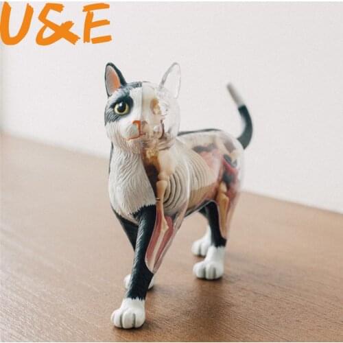 Black and white cats Organ anatomy 4D master puzzle assembly toys Medical models