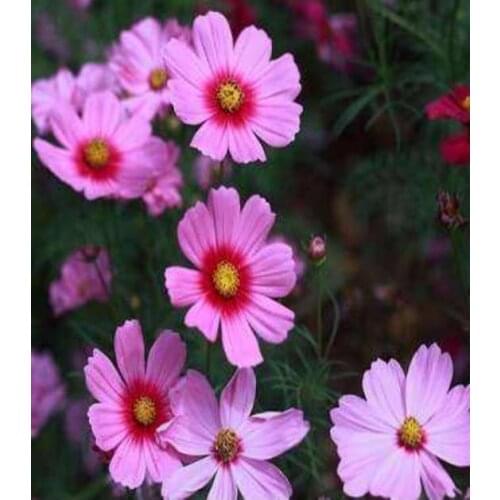 Flowers diamond painting daisy scenery embroidery mosaic stitch diamond dotz rhinestone picture puzzle toys drawing wall decor