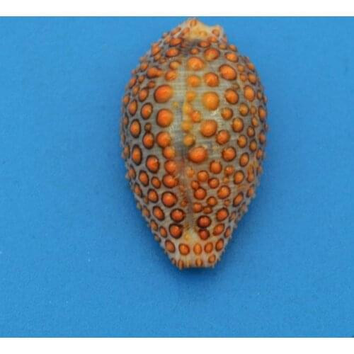 Rare seashell Natural Starfish Seashell Beach Craft Natural Sea Stars DIY Beach Wedding Decoration