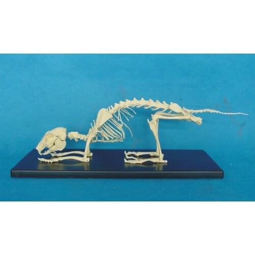 Rabbit skeleton model Pet veterinary teaching model Animal teaching instrument 55*20*25CM