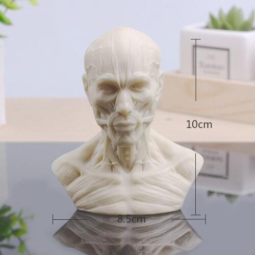 [MGT] Sculpture Musculoskeletal Skull Bust Small Plaster Home Decoration Resin Art and Craft Sketch Practice Decoration Office
