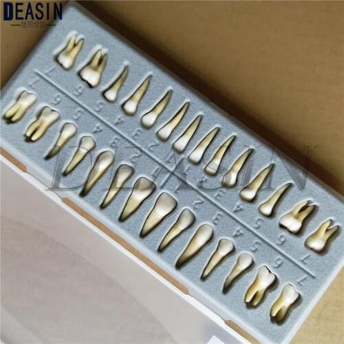 Dental Oral 28 PCS Adult Permanent Teeth Models Full Mouth Odontologia Communication
