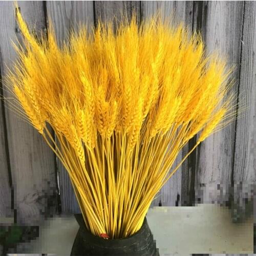 100Pcs Natural Wheat Ear Flower Decoration Natural Pennisetum Dry Flower Wedding Party DIY Craft Scrapbook Bouquet