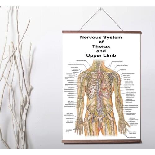 Educational Anatomy The Human Nervous System Medical univer Art Canvas poster decoration painting with solid wood hanging scroll