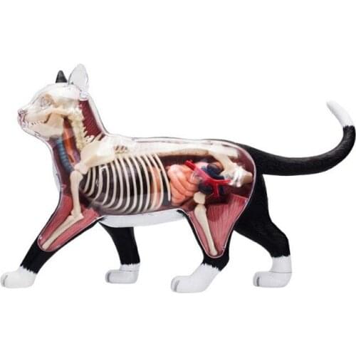 4d Cat Animal Anatomy Model Skeleton Medical Teaching Aid Laboratory Education classroom Equipment master puzzle Assembling Toy