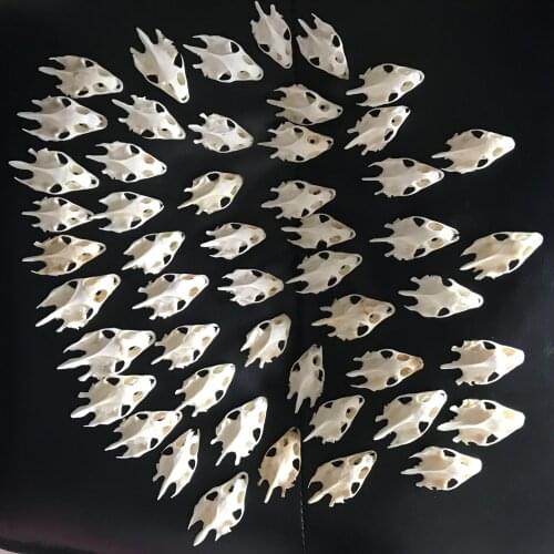 50pcs /20pcsNatural real Turtle skull head Crafts Jewlery,Educational Taxidermy,Oddity Craft Art(No jaw