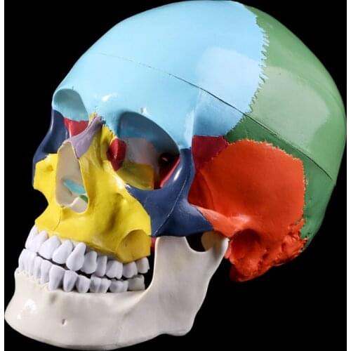 Life Size Colorful Human Skull Model Anatomical Anatomy Medical Teaching Skeleton Head Halloween Bar Ornament Studying Supplies