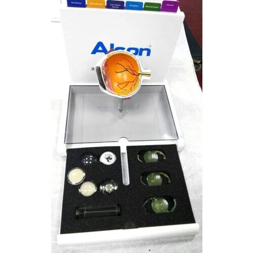 Cataract eye model Eye anatomy model Medical anatomical teaching AIDS