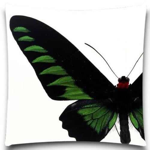 Green&Black Butterfly specimen Animals Square Cushion cover Case