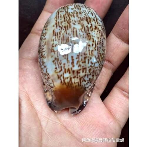 6.2 cm Arabian snail rare conch collection