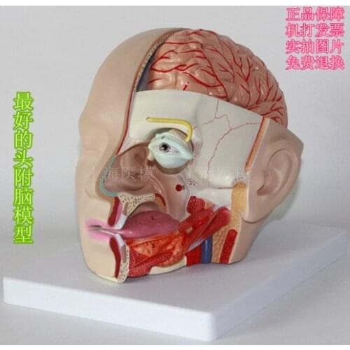 Head - attached cerebral artery model brain anatomical model nasal cavity pharyngeal optic nerve brain model