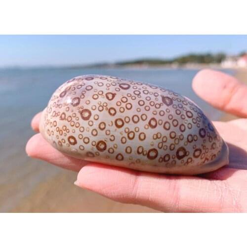 Natural conch shell fish tank aquarium landscaping specimens home decorations ornaments gift collection cowrie shell