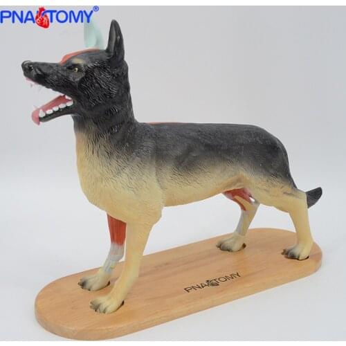 PNATOMY Dog anatomical model Canine skin Medical Science veterinarian used animal anatomy models for study and demonstration