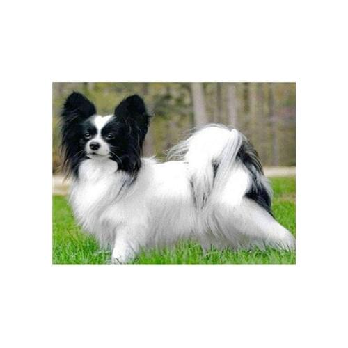 YIKEE Painting Diamond Dog Handmade Needlework DIY Diamond Embroidery Mosaic Rhinestone Picture k572