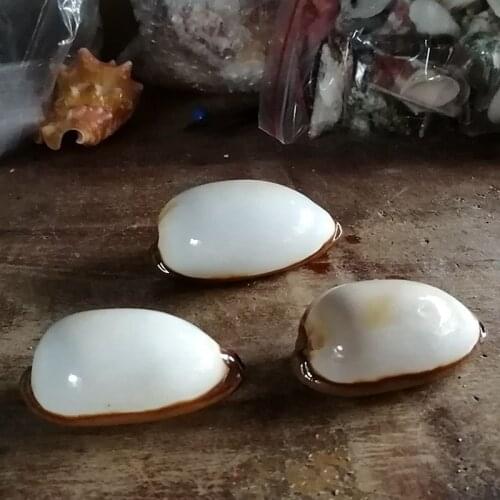 White rare natural conch collection home decoration