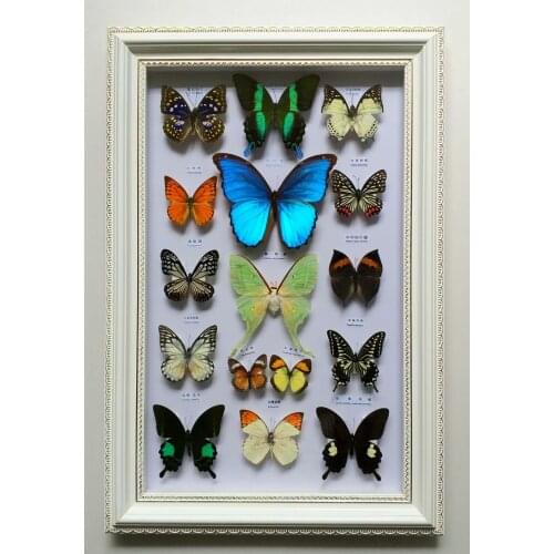 Home Decoration Wedding Birthday Gifts Butterfly Specimen education equipment