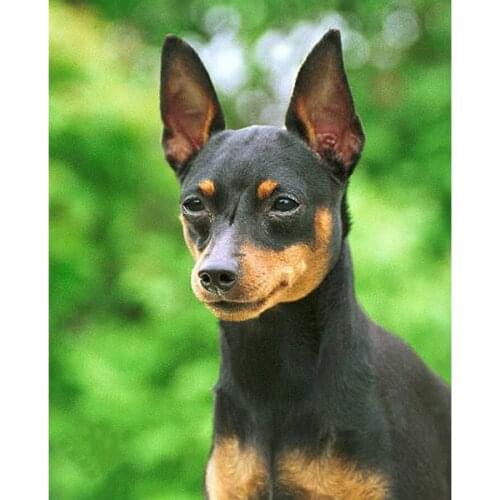 5d animal miniature pinscher dog diamond painting Cross Stitch Kits diy mosaic embroidery full Square drill Home Decor G604