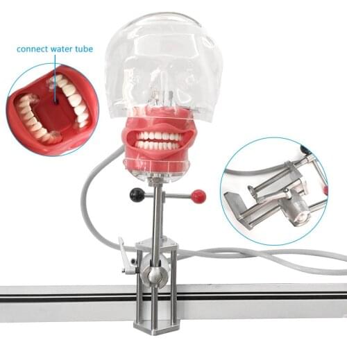 Dental Simulator Nissin Manikin Phantom Head Dental Phantom Head Model with New Style Bench Mount for Dentist Education