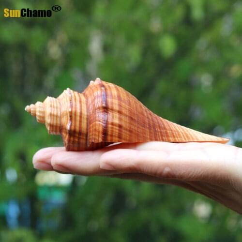 New Fashion Natural Conch Shell Red Sea Snail Aquarium Decoration Scene Fish Crock Micro-landscape Creative Gifts Specimens Gift