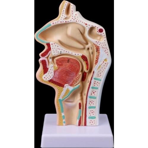 Medical Science Accessories Human Anatomical Nasal Cavity Throat Anatomy Medical Model Teaching Tool dropshipping