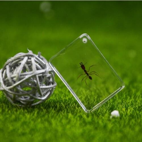 Cute Ant Specimens Acrylic HD Insect Specimens Ant Farm Accessories