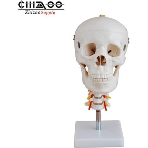 Plastic PVC Medical Flexibly Skull with Cervical Spine Anatomical Model