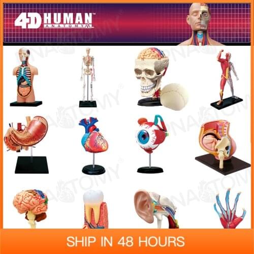 4D MASTER HUMAN ANATOMICAL MODELS DIY TOYS BODY ANATOMY EDUCATIONAL TOOL BRAIN HEART SKELETON EAR TORSO HAND NOSE KNEE JOINT EYE
