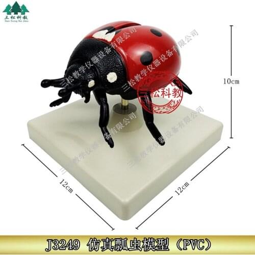 PVC 12*12*10cm Simulation Ladybug Model Biology Teaching Demonstration Tool