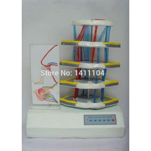 Free shipping&Electric anatomical model of spinal cord reflex and injury, teaching and scientific demonstration
