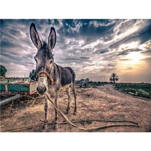 Field Gray Donkey Animal DIY 50x65cm Digital Painting By Numbers Modern Wall Art Canvas Painting Unique Gift Home Decor 40x50cm