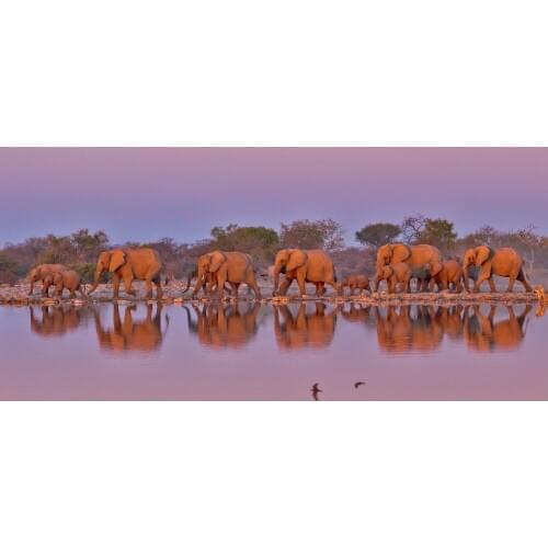 Cats II v14.1 With Developer Mode Acronis Image 2015