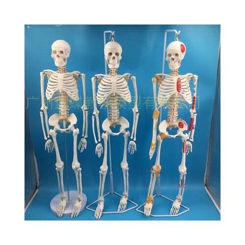 85cm skeleton model human model with muscle spine nerve system medical teaching educational equipment skeleton anatomy model