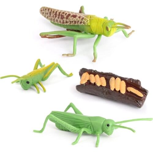 Grasshopper Growth Figure Model Playset Kids Child Biology Toys Themed Party