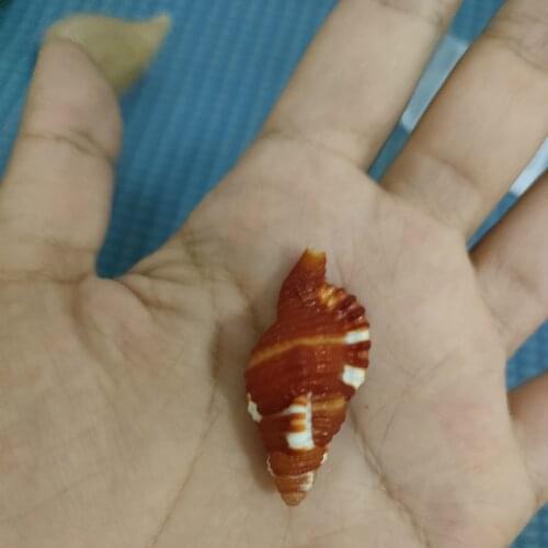 Natural SeaShell Scrapbooking Craft for home decoration