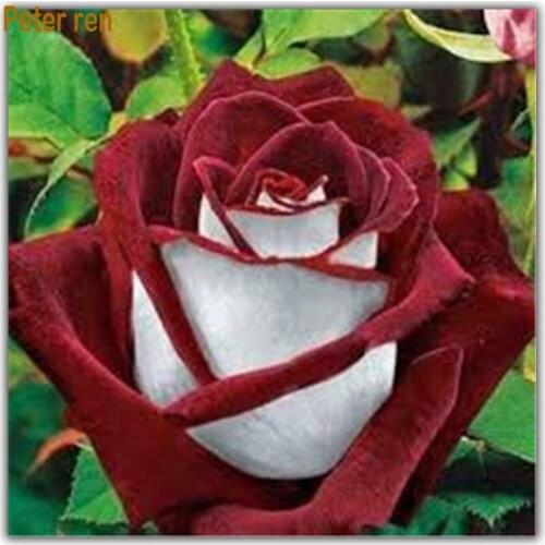 Diamond painting Cross stitch Diamond embroidery Handmade Arts and Crafts 3d rhinestone mosaic Paste Crafts Needlework Rose set